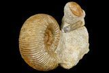 Jurassic Ammonite, Bivalve and Belemnite Association - France #177612-3